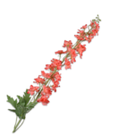 Delphinium Steel Zalm 127 cm