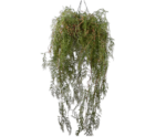 PLANT HANG GROEN 150 cm