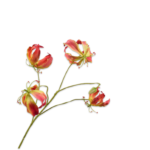 Gloriosa Tak Geel Roze