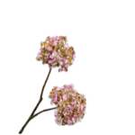 Hortensia Tak Roze
