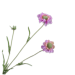 Scabiosa Tak Roze