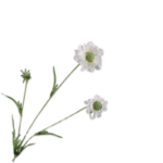 Scabiosa Tak Creme