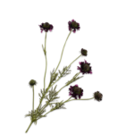 Scabiosa Tak Paars