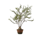 Plant groen 66 cm