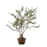 Plant groen 66 cm
