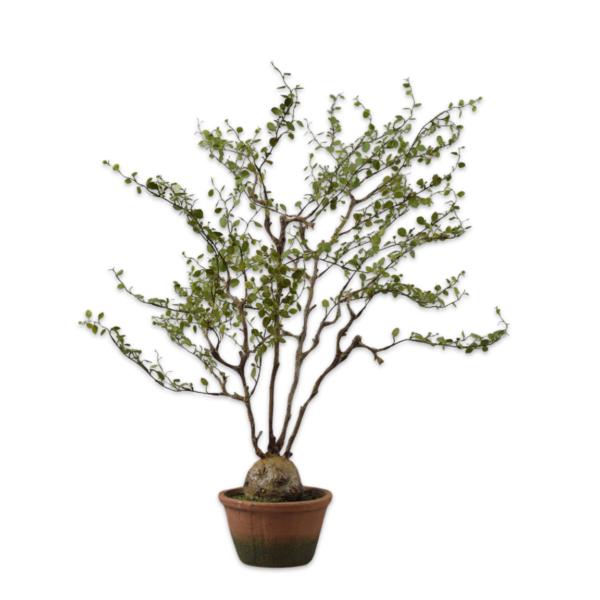 Plant groen 66 cm