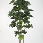 Fatsia Japonica Tree 210cm
