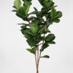 Fiddle Leaf Tree w.93lvs 235cm