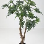 Philodendron Selloum 120 cm x40lvs