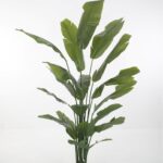 Strelitzia 210cm
