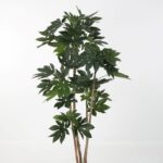 Fatsia Japonica Tree 180cm