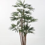 Honey Lady Palm 145cm