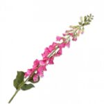Digitalis Steel Fuchsia