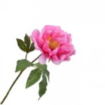 Pioen Steel Lavendel/Roze