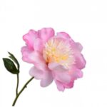 Pioen Steel Roze 56 cm