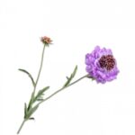 Scabiosa Tak Lavendel