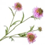 Scabiosa Tak Lavendel/Roze