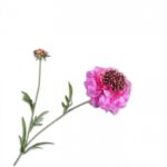 Scabiosa Tak Lila