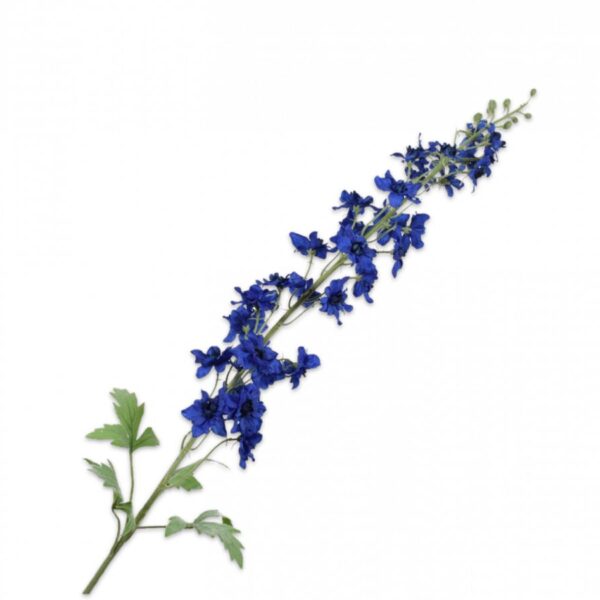 Ga naar het begin van de afbeeldingen-gallerij DELPHINIUM STEEL BLAUW 127 cm