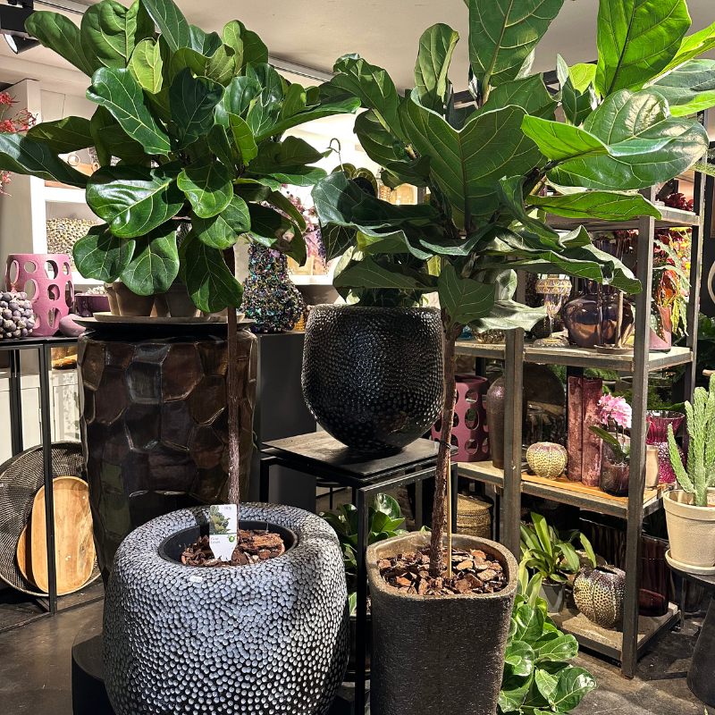 planten bij baars